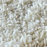 فروش برنج چمپا درجه 1