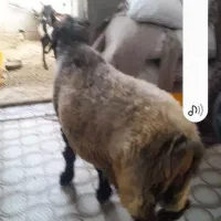 فروش یک عدد غوچ چاق