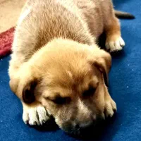 توله سگ گرگی گینگ سایز شاه توله