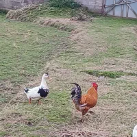 خروس|حیوانات مزرعه|رشت, حومه رشت|دیوار