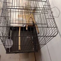 قفس و لانه شاه طوطی