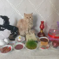 پرشین ۸ ماهه