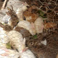 فروش 40 عدد خرگوش خانگی