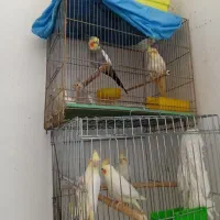 عروس هلندی معاوضه