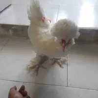 مرغ و خروس