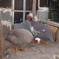 یک جفت مرغ شاخ دار