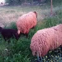 ۲ راس بره نر همو