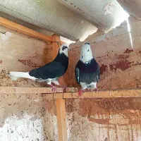 کفتر ابلغ سیاه