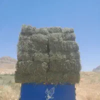 یونجه سوزنی