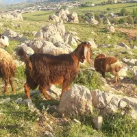 بزغاله جوان