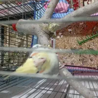 عروس هلندی نر ماده با یک جوجه