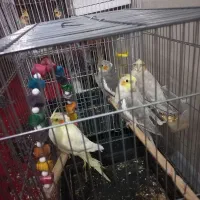 عروس هلندی