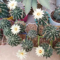 کاکتوس