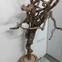 درختچه درخت پرنده وسایل پرنده