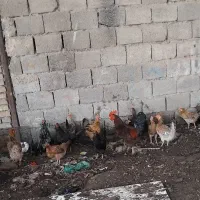 مرغ و خروس و غاز محلی