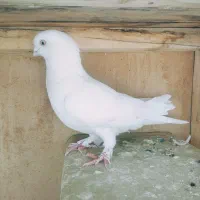 کبوتر سفید نوک ریز