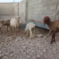 گوسفند داشتی جوان
