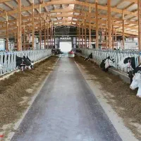 نیازمند کارگر گاوداری