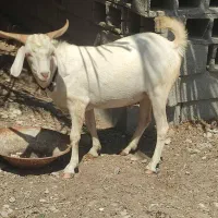 نری|حیوانات مزرعه|خبر, |دیوار