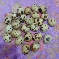 تخم بلدرچین نطفه دار برای دستگاه جوجه کشی