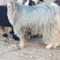 بیگ.نرچاق