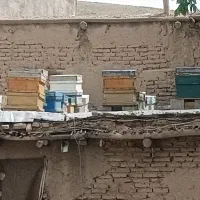 زنبور عسل