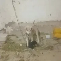 سگ عراقی|سگ|خرمدشت, |دیوار