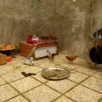 جوجه جهادی خروس ومرغ