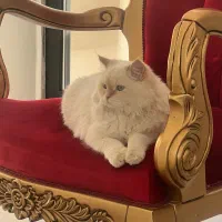 گربه نژاد پرشین و اسکاتیش