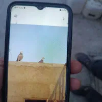 چپ ساده چپکلاغدم