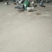 کبوتر