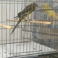 جوجه قناری رسمی بلند ۲۰۲۶