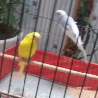 یک جفت مرغ عشق