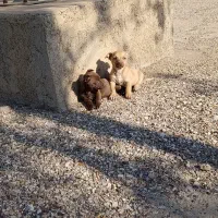 سگ گمشده دزدیده شده