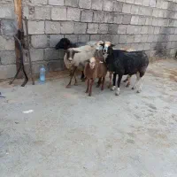 ۴راس میش آبستن رومانف دوقلو ازا