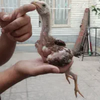 جوجه لاری نصل