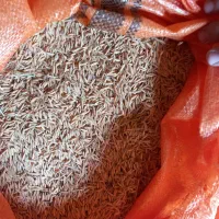 جو هاشمی اصل