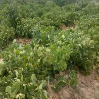 12000-باغ-انگور-5-ساله