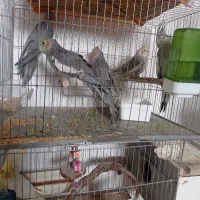 هلندی طوسی|پرنده|جلفا, |دیوار