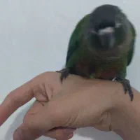 پرنده گرینچیک