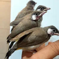 جوجه قناری