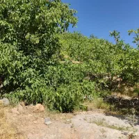 باغ-سیسخت-کلنجه