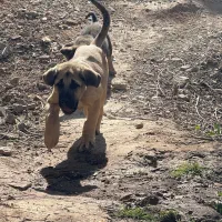 توله پژدر خالص و با اصالت