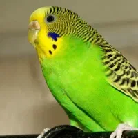 مرغ عشق هلندی