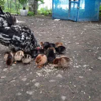 مرغ با جوجه