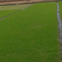 دهقان شالی