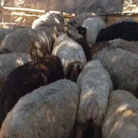 یه راس کهره