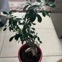 درختچه بنسای