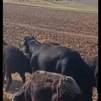 قوچ بره  نر قره قزل درجه یک 2.5 ساله