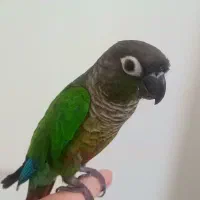 طوطی گرینچیک اهلی سخنگو